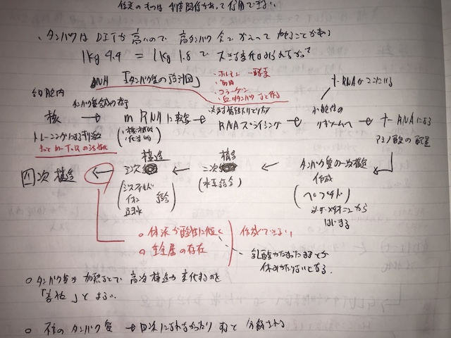 タンパク質とアミノ酸 前編　代謝過程のノート