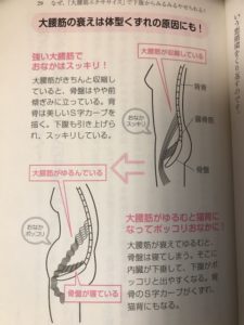 大腰筋の図解